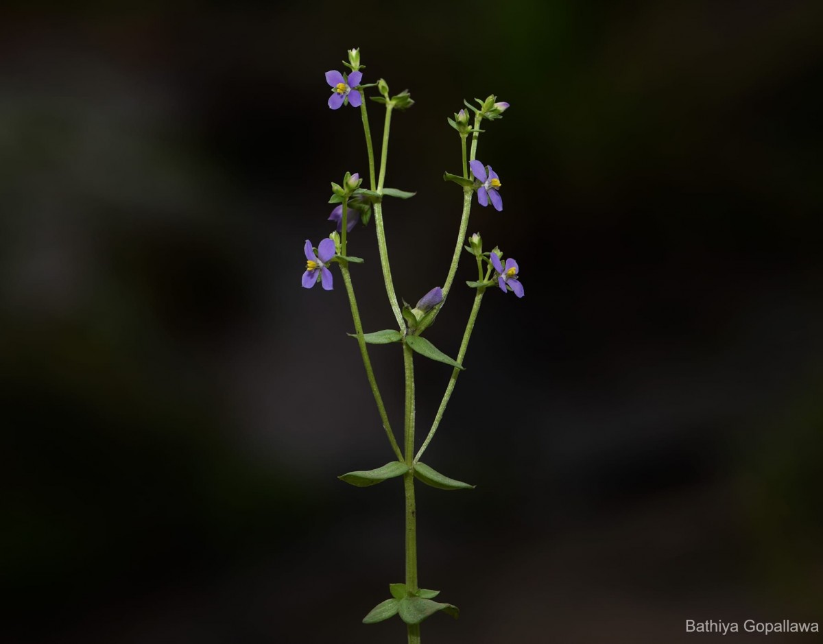 Exacum sessile L.